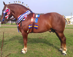 Suffolk Punch Trust Hollesley